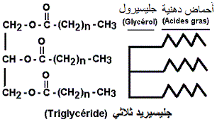 lipide naturel: triglycéride