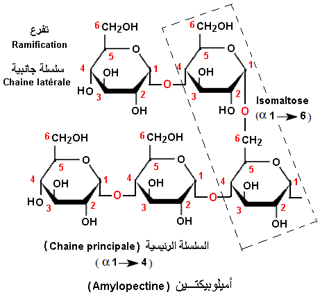 amylopectine