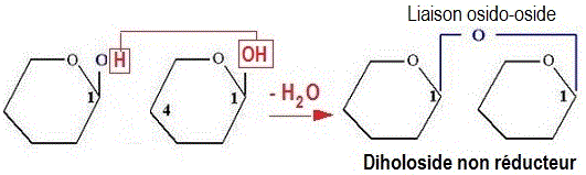 Disaccharide non réducteur