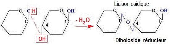 disaccharide réducteur