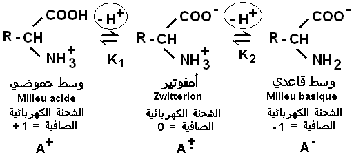 Acides aminés. Ionisation