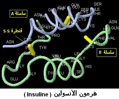 insuline. protéines structure, بنيات البروتينات