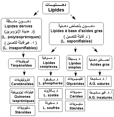 lipides, acides gras, دهون، أحماض دهنية. classification