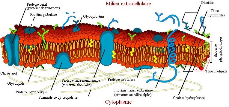 Membrane. Lipides (cholestérol, phosphoglycérides), protéines