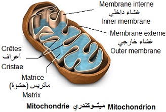 mitochondion