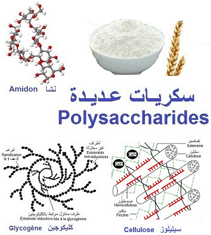 polysaccharides : amidon, glycogène, cellulose, chitine, inuline