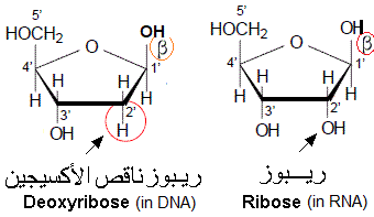 ribise, désoxyribose