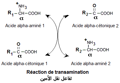 Réaction de transamination (métabolisme des acides aminés)