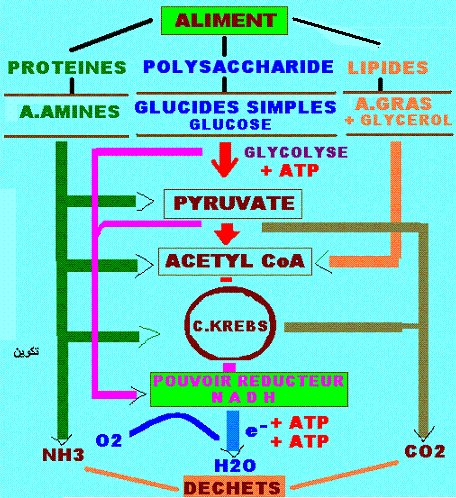 Schéma métabolique. production d'ATP, et de déchets
