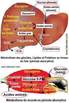 foie, muscle métabolisme