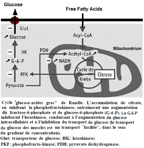 cycle glucose-fatty acids