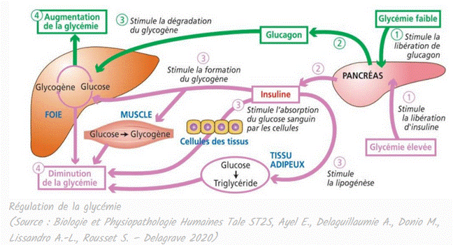 régulation de la glycémie