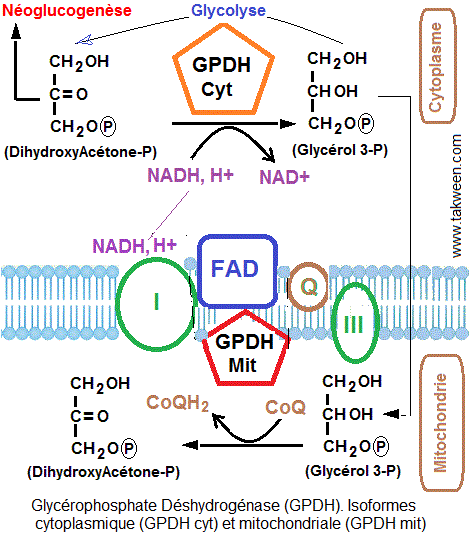 glycérodéshydrogénasephosphate 