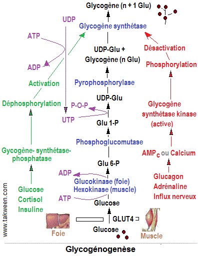 Glycogénogenèse