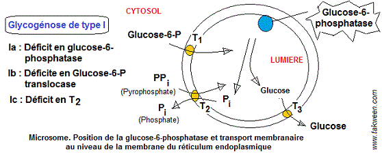 Glycogénoses. Membrane RE