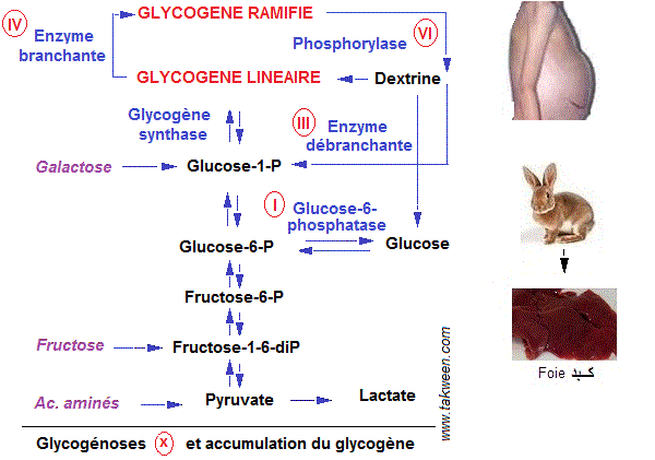metabolisme