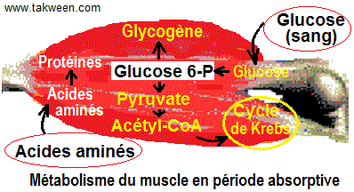 Muscle; période absorptive
