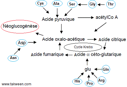 Gluconéogenèse. Acides aminés