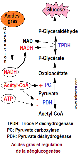 Néoglucogenèse, effet des acides gras