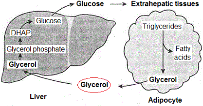 Glycerol-Glucose