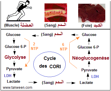 Cycle des Cori