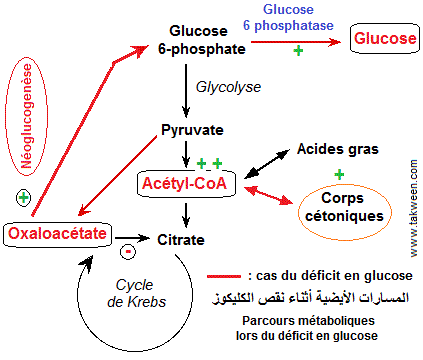 cétogenèse et nuoglucogenèse