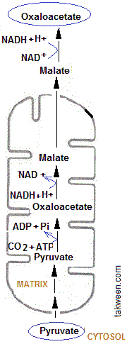 Oxaloacetate-malate dans mitochondrie