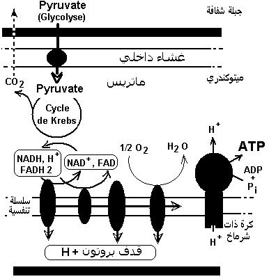 métabolisme, glucides
