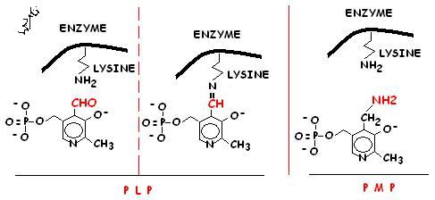 transaminase, site actif