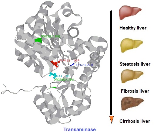 transaminase, liver