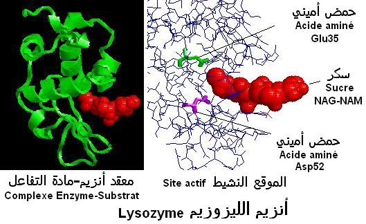 lysozyme. Une des enzymes des hydrolases