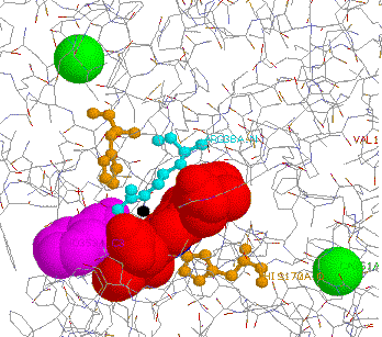 POX. structure du complexe enzyme substrat