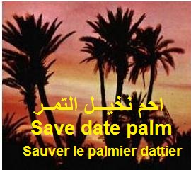 palmier dattier