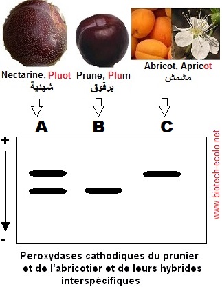 peroxydases prunier, abricotier, pluot