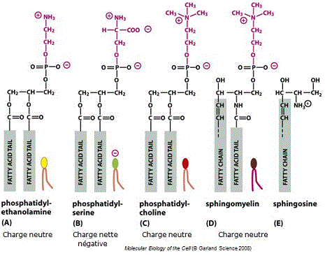 Phospholipides