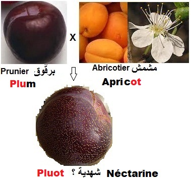 pluot, prunier, abricotier