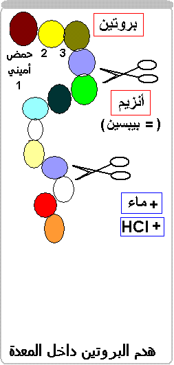 Protéines. Digestion par  la pepsine