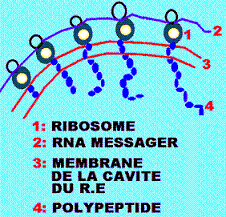 protéines. synthèse au niveau du réticulum endoplasmique