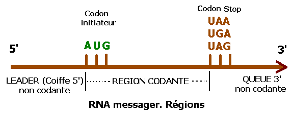 ARN messager 