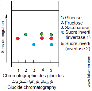 Invertase. Sucre inverti (chromatographie)