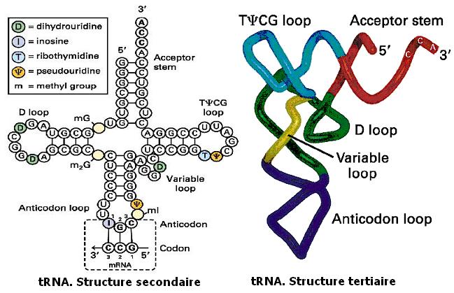 RNA de transfert (t RNA)
