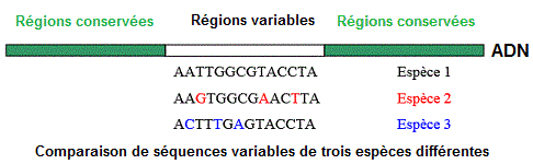 DNA. Séquences variables