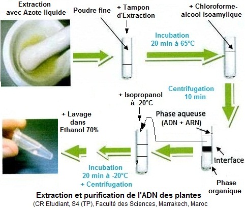 Purification de l'ADN