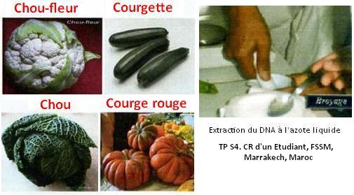 Extraction, purification de l'ADN