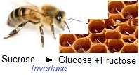 Invertase. Abeille