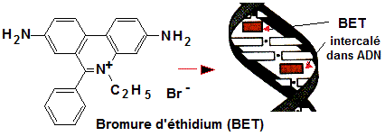 ADN. Bromure d'éthidium (BET)