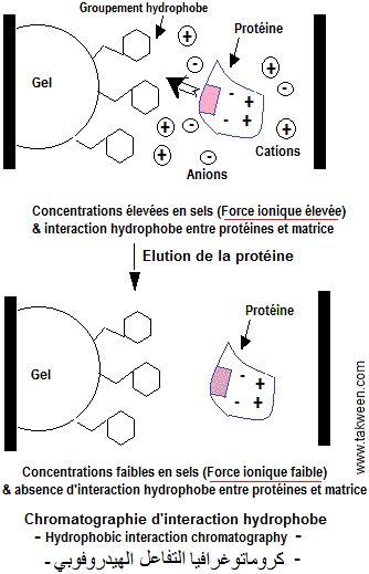 Chromaro interaction hydrophobe