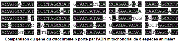 Gène du cytochrome b