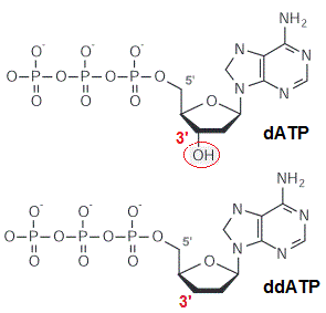 Nucléotides
