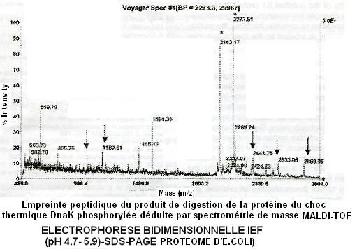 Spectrometrie de masse et analyse des protéines par électrophorèse 2d